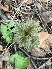 Urtica dioica