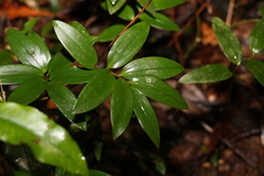 Drymophila moorei