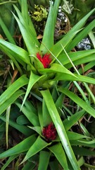 Aechmea recurvata