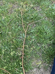 Sassafras albidum
