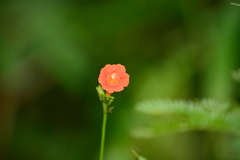 Ipomoea indivisa