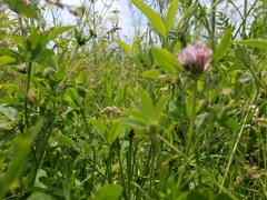 Trifolium hybridum