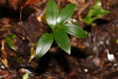 Drymophila moorei