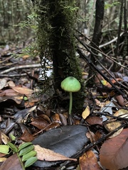 Entoloma necopinatum