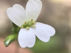 Arabis planisiliqua