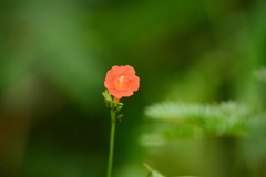 Ipomoea indivisa