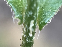 Arabis planisiliqua