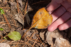 Rossmanomyces pyrolae