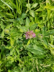 Trifolium hybridum