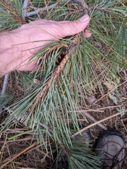 Pinus nigra laricio