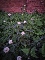 Spermacoce densiflora