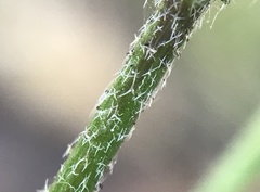 Arabis planisiliqua