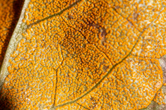 Rossmanomyces pyrolae