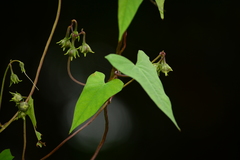 Ipomoea indivisa