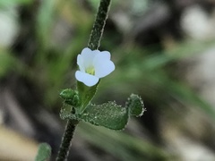 Arabis planisiliqua