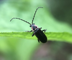 Atalantycha dentigera