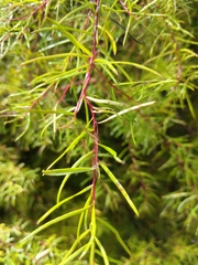 Persoonia nutans
