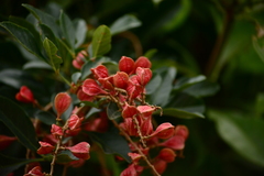 Paullinia trigonia