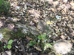 Arabis planisiliqua