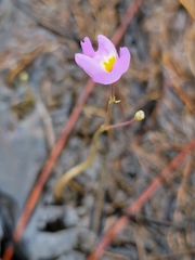 Utricularia purpurea image