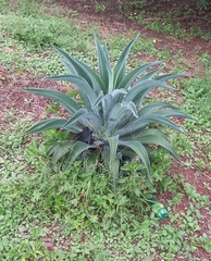 Agave desmettiana