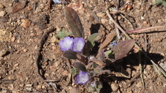 Phacelia curvipes