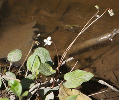 Viola primulifolia