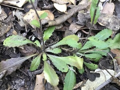 Arabis planisiliqua