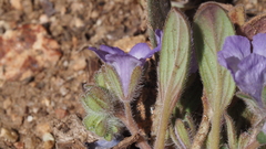 Phacelia curvipes