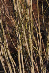 Gomphocarpus filiformis
