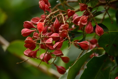 Paullinia trigonia