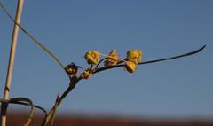 Gomphocarpus filiformis