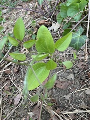 Clematis
