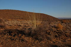 Gomphocarpus filiformis