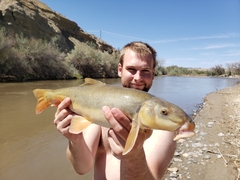 Catostomus latipinnis
