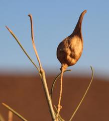 Gomphocarpus filiformis