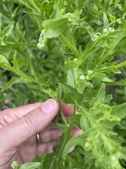 Helenium microcephalum