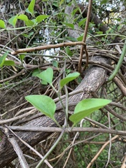 Clematis