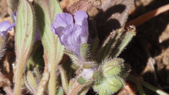 Phacelia curvipes