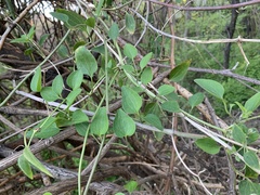 Clematis
