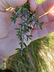 Coprosma