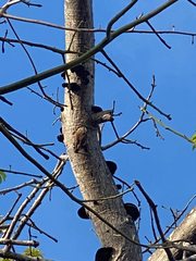 Glaucidium brasilianum