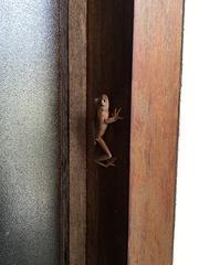 Bokermannohyla hylax