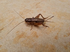 Miogryllus