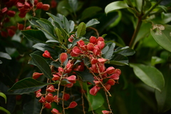 Paullinia trigonia