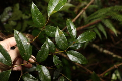 Pandorea baileyana
