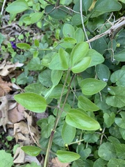 Clematis