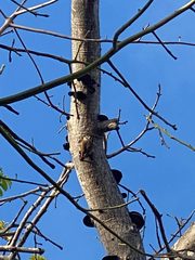 Glaucidium brasilianum