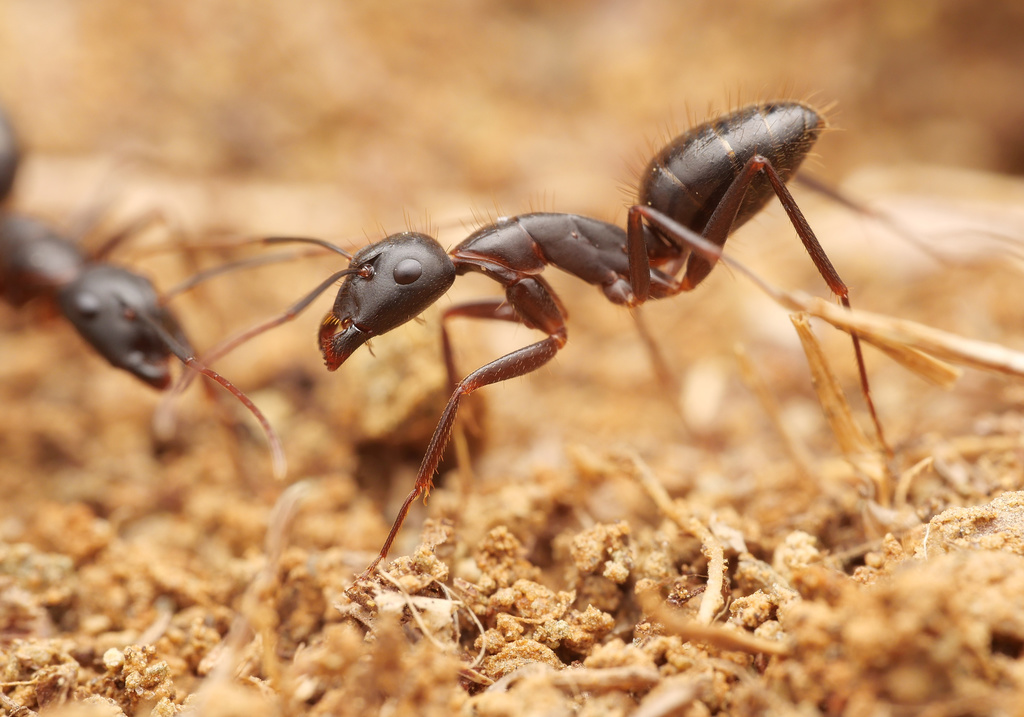 Ionian Carpenter Ant