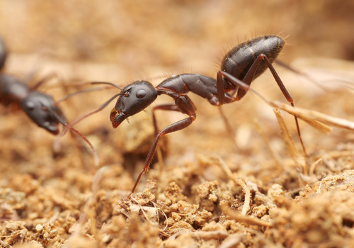 Camponotus ioniusCamponotus ionius